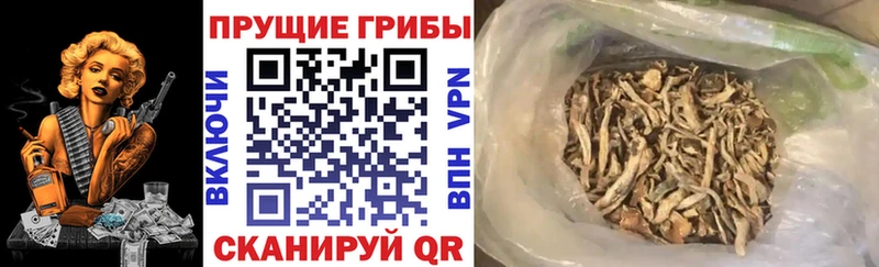 OMG сайт купить наркоту Пласт Галлюциногенные грибы прущие грибы